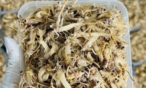 Đặc sản nào ở Hà Nội có vòng đời ngắn chỉ 1 tiếng, rán trứng hoặc rang đều ngon?