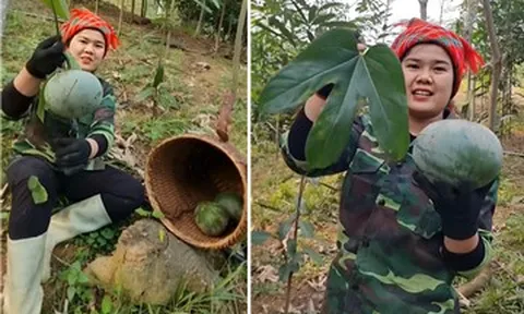 Loại quả đặc sản nào ở miền Bắc có hạt tươm dầu, được dùng thay mỡ lợn, dầu ăn?