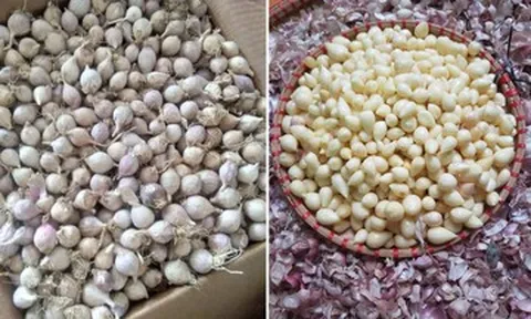 Đặc sản nào phát triển đột biến, được xem như 'thần dược' ở Sơn La?