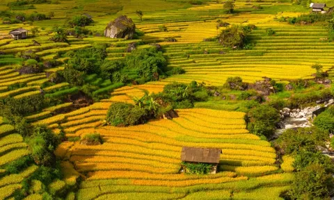 Mùa lúa vàng rực gây 'sốt' ở Nậm Cang nhìn từ trên cao