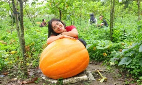 Độc đáo vườn bí ngô khổng lồ ở vùng biên Quảng Ninh, có quả nặng hơn 120kg