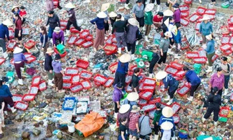 Chợ làng chài cách Hà Nội 3,5 giờ lái xe, hải sản tươi, mực từ 100.000 đồng/kg