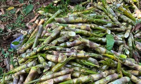 Sản vật chui lên từ lòng đất ở miền Bắc, ăn giòn ngọt, chế biến được đủ món ngon