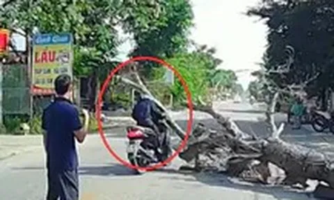 Vụ cây đổ đè chết người: Con trai nạn nhân mong giảm nhẹ hình phạt cho người liên quan