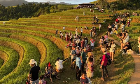 Kẹt cứng đường đi xem lúa vàng Mù Cang Chải