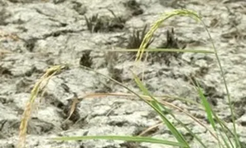 Siêu El Nino có thể làm đảo lộn đời sống Đông Nam Á