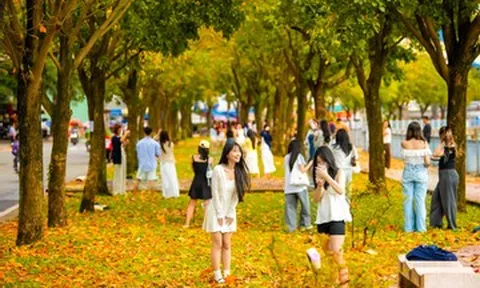 Con đường ở TPHCM phủ sắc vàng như mùa thu Hà Nội, hút giới trẻ đến check-in