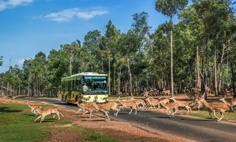 Vinpearl Safari Phú Quốc ghi dấu “kỷ lục kép” trên bản đồ safari thế giới