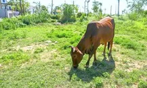 Đề xuất thuế đất bỏ hoang 0,2%: Có đủ sức chặn đầu cơ?