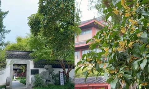 Hai cây quế 'hồi sinh' sau trận hỏa hoạn 250 năm trước, hút khách đến xem