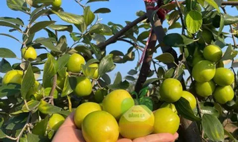 Đặc sản nào ở Hải Phòng trồng trên đất muối nhưng có vị ngọt như đường?
