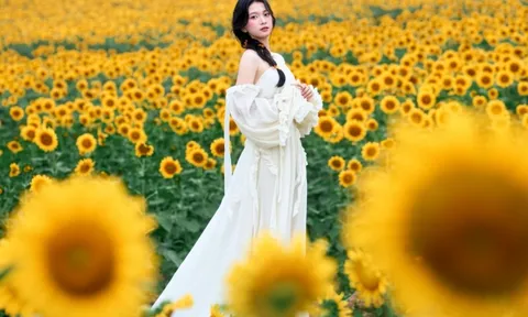 Kín 'nàng thơ' tại cánh đồng hoa hướng dương Nghệ An