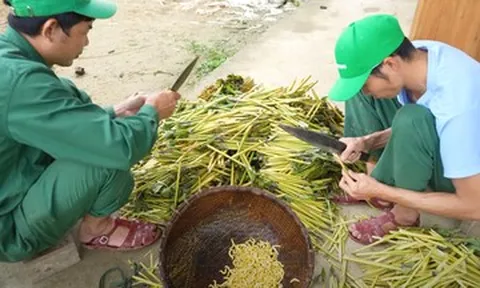 Đặc sản nào ở Tây Bắc 'không nuôi vẫn có', được ví như thần dược phòng the?