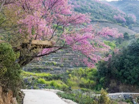 Lên Tây Bắc đầu năm ngắm hoa tớ dày