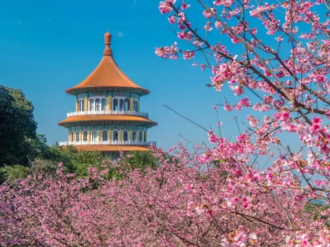 Mùa hoa anh đào ở Đài Loan