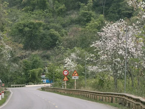 Mùa hoa ban ở Mộc Châu