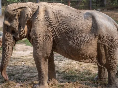 Con voi ở Thái thê thảm vì phải làm thú cưỡi cho du khách