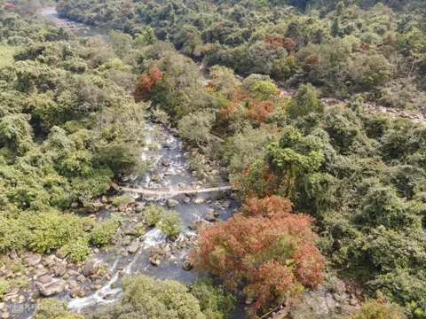 Hoa vàng anh nở đỏ rực ở suối Moọc