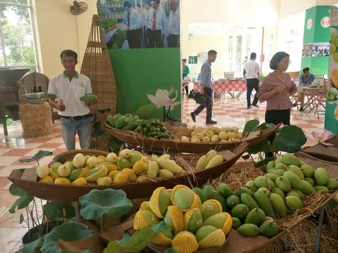 Đồng Tháp sẽ tổ chức lễ hội xoài