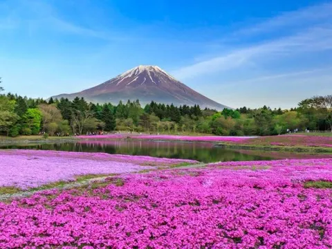 Ngắm hoa xuân nở rộ trên khắp thế giới