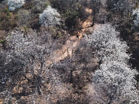 Hoa táo mèo vào mùa nở rộ