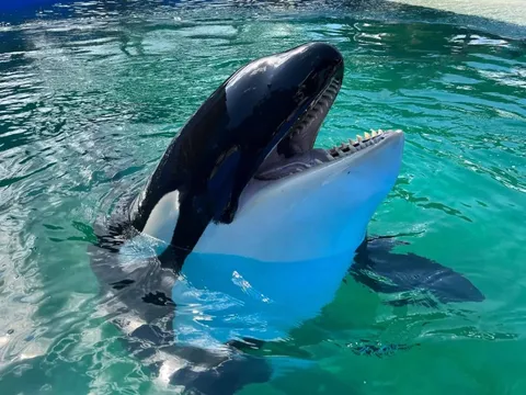 Thủy cung Mỹ thả cá voi sát thủ sau hơn 50 năm giam cầm