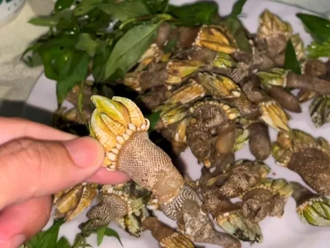 Độc đáo ốc móng rồng, nhiều người lùng ăn ở Khánh Hòa