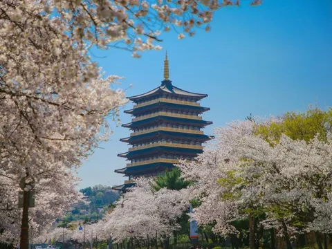 Săn hoa anh đào dọc Hàn Quốc