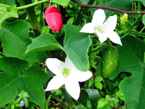 Ăn canh bình bát nhớ dáng mẹ bên rào