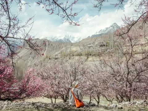 Thung lũng trường thọ ở Pakistan mùa hoa nở