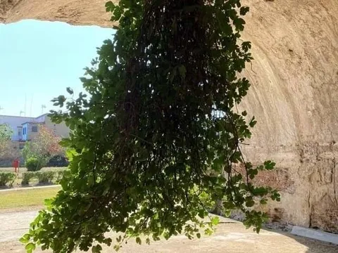 Cây vả lộn ngược - điểm đến hút khách ở Naples