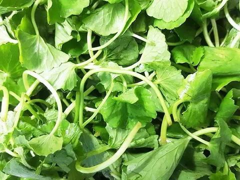Rau quê gắn với người quê