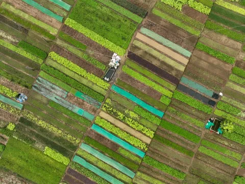 Làng rau rực rỡ ở Hội An thu hút khách Tây