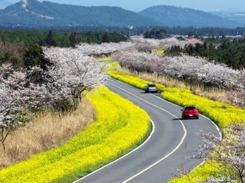 Jeju dự kiến thu phí hơn 6 USD mỗi ngày