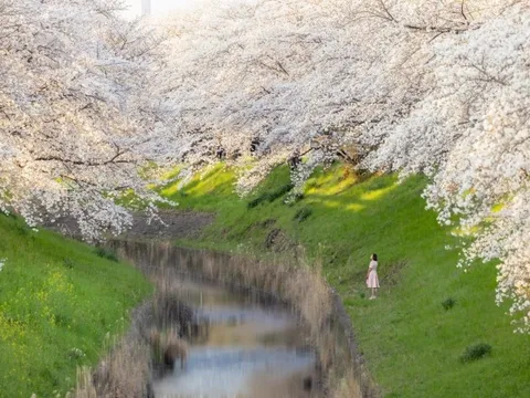 Khách Việt đến Nhật quý I tăng trưởng cao nhất thế giới