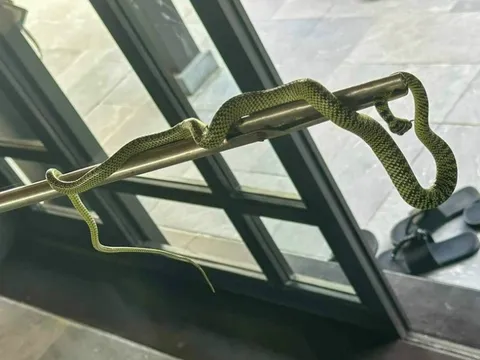 Giám đốc Sở VHTTDL Quảng Nam thông tin vụ rắn ở resort 5 sao