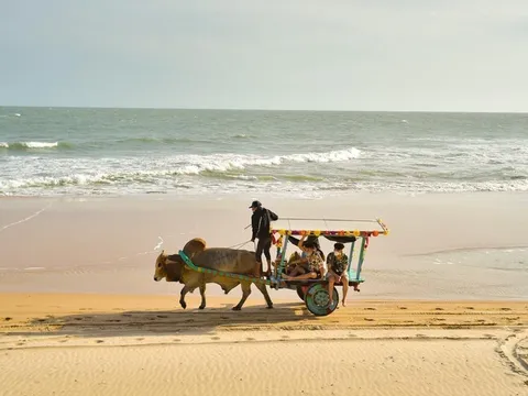 Dừng sử dụng xe bò chở khách du lịch trên bãi biển