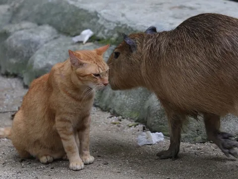 Tình bạn giữa mèo và chuột lang nước ‘cứu’ sở thú ở Malaysia