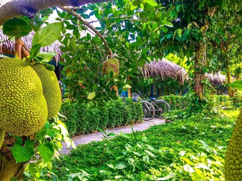 5 khu vườn trái cây gần TP.HCM đáng trải nghiệm mùa hè