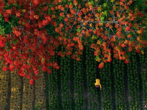 Điểm đến trong nước ngập sắc hoa dịp hè