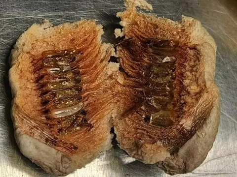 Đàn côn trùng khổng lồ trong lô hàng ở sân bay Mỹ