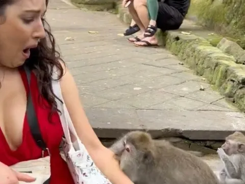 Du khách hốt hoảng vì bị khỉ cắn tại Bali