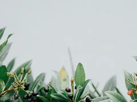 Tiếng Việt giàu đẹp: "Nực cười con tạo trớ trinh"