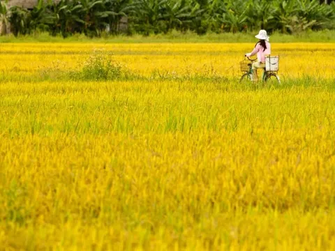 Thương ơi, mùa ấy tháng Năm!...