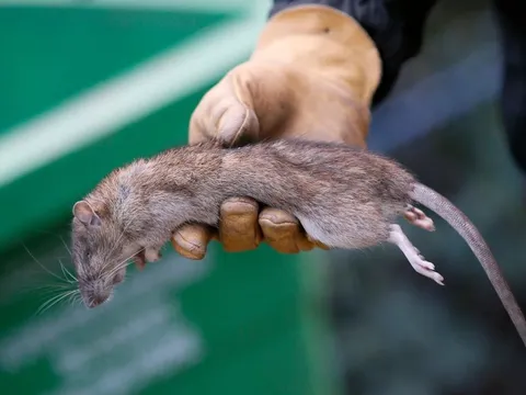 Paris xem xét việc sống chung với chuột