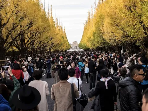 Tranh cãi dự án đốn 1.000 cây để xây khu thương mại ở Tokyo