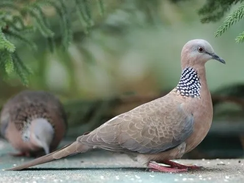 Chim cu gáy qua vườn