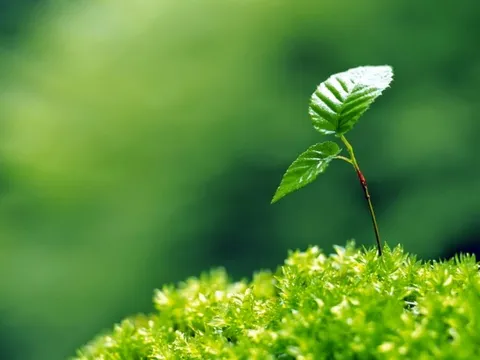 Hy vọng