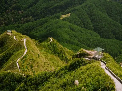 Cỏ lau nở trắng Bình Liêu