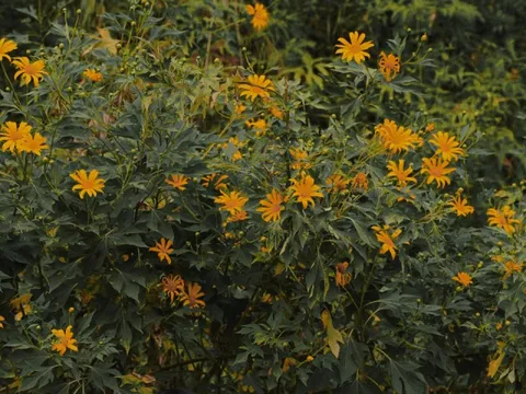 Lên Ba Vì ngắm hoa dã quỳ